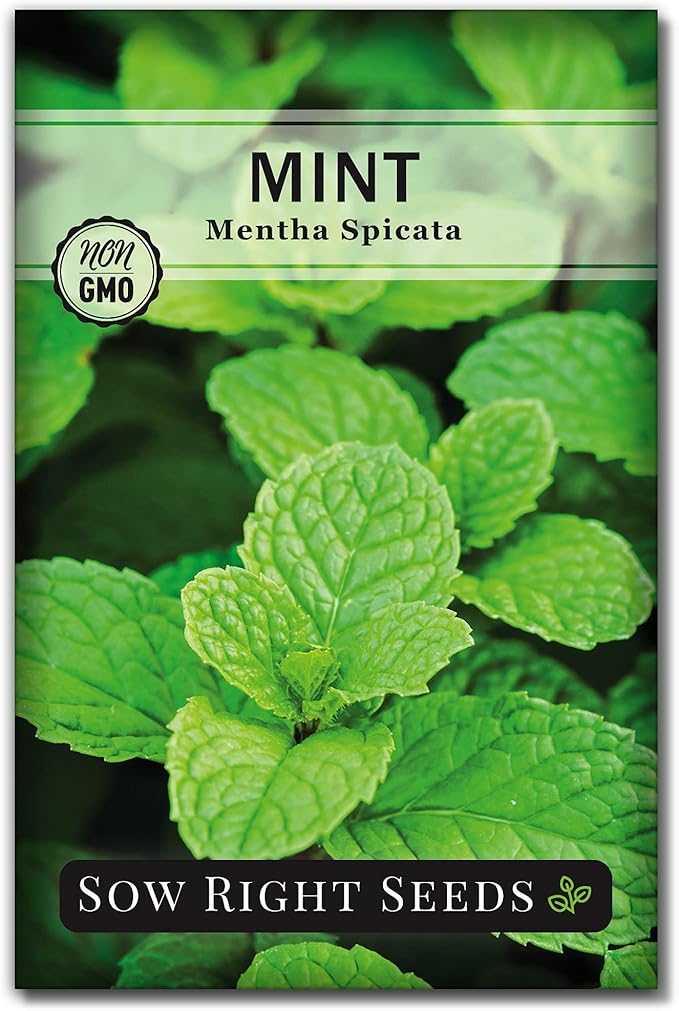 Sow Right Seeds - Mint Seeds for Planting - Non GMO Heirloom Perennial Herb for Indoor or Outdoor Planting - Ideal for Kitchen Herb Garden - Perennial Growing Plants - Packet with Instructions (1)
