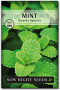 Sow Right Seeds - Mint Seeds for Planting - Non GMO Heirloom Perennial Herb for Indoor or Outdoor Planting - Ideal for Kitchen Herb Garden - Perennial Growing Plants - Packet with Instructions (1)