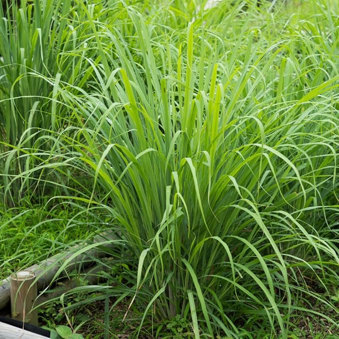 Lemongrass Live Plants, Lemongrass Plants Live, Lemon Grass Live Plant, Well Rooted Lemongrass Herb Seedling for Outdoor Growing, 4 to 6 Inches Tall (Set 5)
