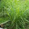 Lemongrass Live Plants, Lemongrass Plants Live, Lemon Grass Live Plant, Well Rooted Lemongrass Herb Seedling for Outdoor Growing, 4 to 6 Inches Tall (Set 5)