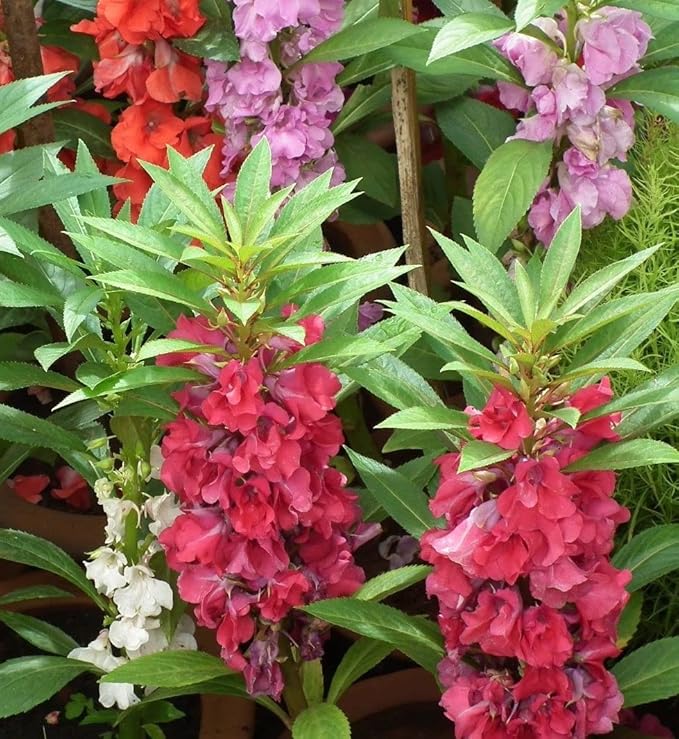 50+ Seeds Colorful Garden Balsam Impatient - Flower Mix