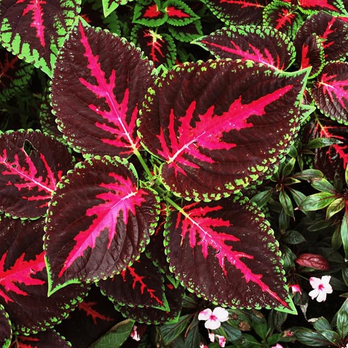 155+ Coleus Rainbow Mix Seeds for Planting Outdoor-Perennial Beautiful Flower Plant in Your Home Garden Attractive and Colorful