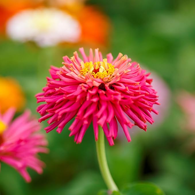 Eden Brothers Zinnia Seeds - Cactus Flowered, Non-GMO Seeds for Planting, 1/4 lb | Low-Maintenance Flower Seeds, Plant During Spring, Zones 3, 4, 5, 6, 7, 8, 9, 10