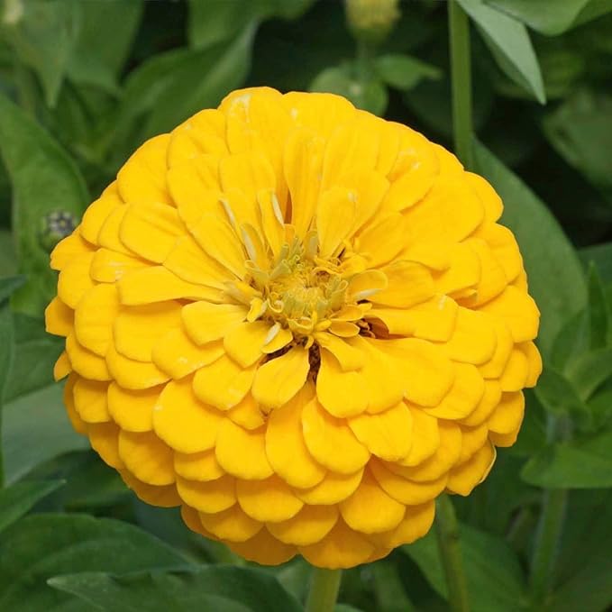 Seed Needs Zinnia Seeds for Planting Canary Bird Yellow Zinnias - Heirloom & Open Pollinated Annual Cut Flowers for a Butterfly Garden (5 Packs)