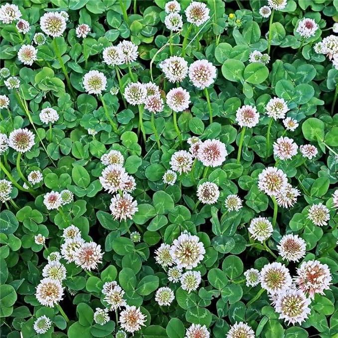 White Dutch Clover Seeds - 4 g Packet ~700 Seeds - Lawn, Pasture & Cover Crop Seeds by Mountain Valley Seed