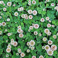 White Dutch Clover Seeds - 4 g Packet ~700 Seeds - Lawn, Pasture & Cover Crop Seeds by Mountain Valley Seed