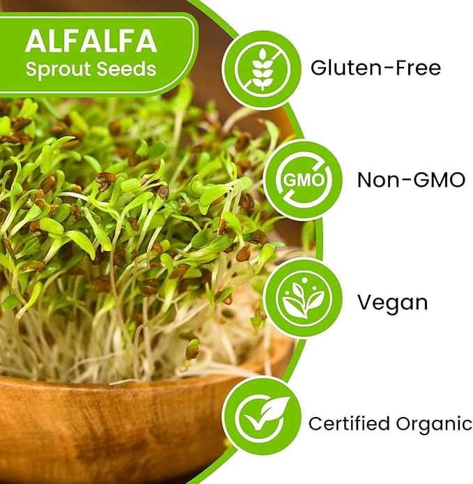 Premium USA Alfalfa Seeds for Sprouting & Microgreens with High Germination Rate. (4oz)