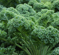 Curled Blue Kale Seeds for Planting – Plant & Grow Heirloom Non-GMO Curled Blue Vates Kale Home Outdoor Vegetable Garden, Brassica oleracea VAR. acephalla – 3 Packets