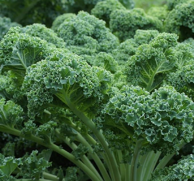 Curled Blue Kale Seeds for Planting – Plant & Grow Heirloom Non-GMO Curled Blue Vates Kale Home Outdoor Vegetable Garden, Brassica oleracea VAR. acephalla – 3 Packets