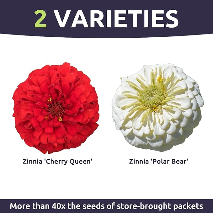 Zinnia Stop Sign Mix - Bulk 1/4 Pound Pouch - 15,000 Flower Seeds for Planting - Zinnia elegans