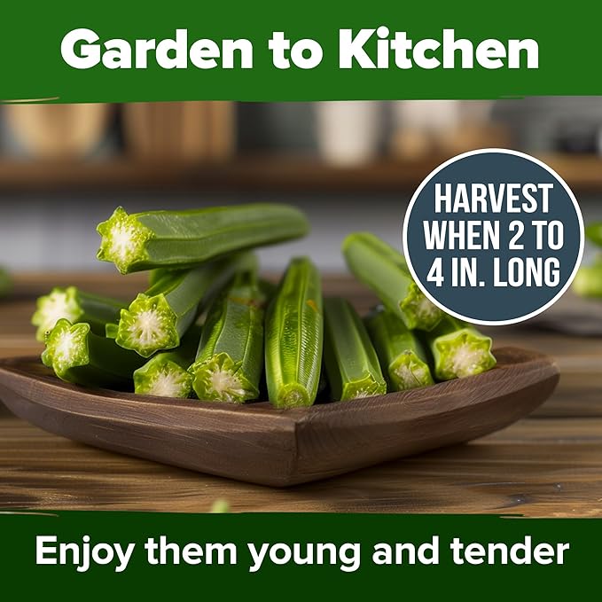 HOME GROWN Non GMO Clemson Spineless Okra Seeds 101+ Heirloom Vegetable Seeds for Planting Easy to Grow Outdoor Summer Garden High Germination Rate (Abelmoschus esculentus)