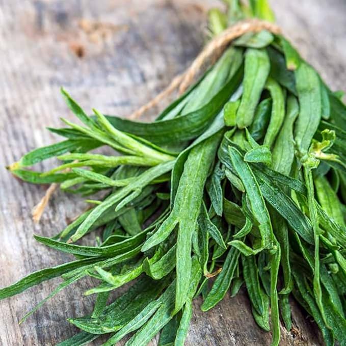 Pack 2 Tarragon Plants Live, Tarragon Herb Well Rooted 4 to 5 Inch, Tarragon Mint for Planting