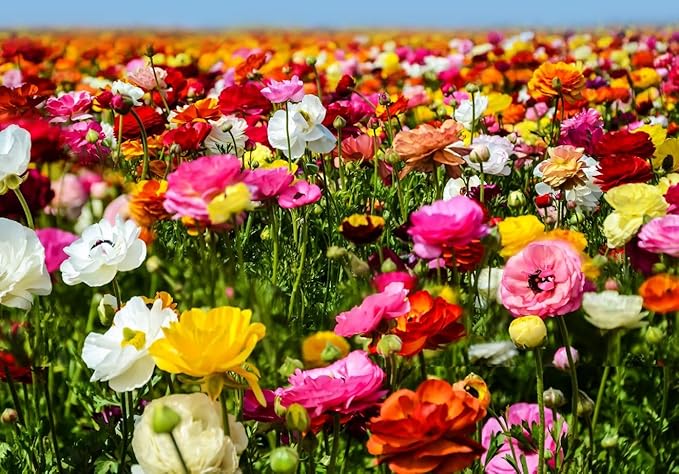 Complete Spring Flower Bulb Garden - 10 Bulbs Ranunculus Bulbs Continuous Blooms (Spring Color from March Through June) - Easy to Grow Fall (Ranunculus Bulbs)