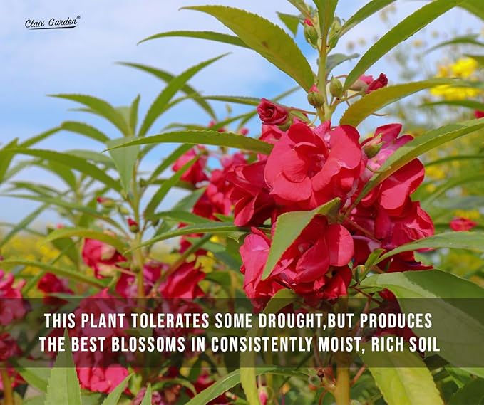 Camilia Flowered Balsam Mix - Impatiens Balsamina - 750 Seeds - Bright Mix Colors, Heirloom, Non-GMO, USA Grown, Excellent for Pollinators, Annual