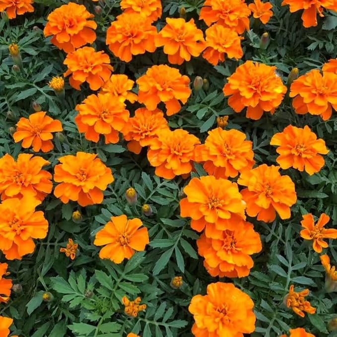 980+ Perennial Marigold Flower Plant Seed Outdoor-Attracts Bees&Butterflies Fragrant Butterfly