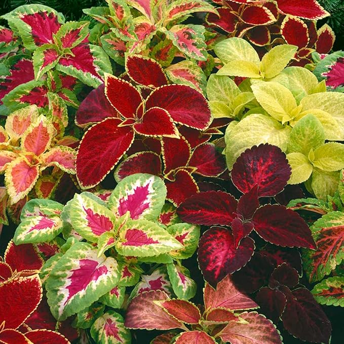 100 Coleus Rainbow Seeds Mix Dwarf Coloured Flowers to Plant & Grow Bush Plants Garden Flower Seeds
