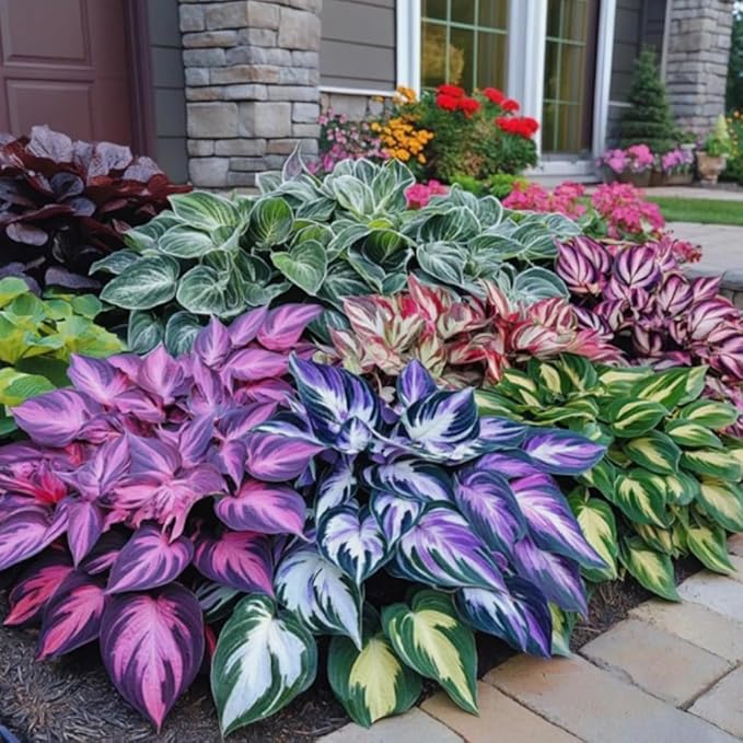 50 Hosta Plant Seeds Hosta Elegans Plantaginea Garden Perennial Flower Seeds Heirloom