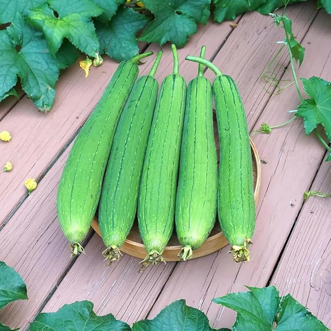 30+ Long Angled Luffa & Gourd Smooth Luffa Seeds Vegetable Fruit Seed Edible Tropical Vegetable Garden Asian Luffa