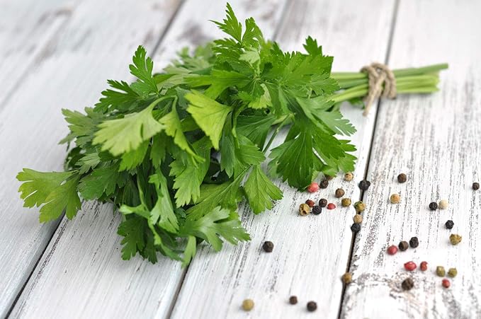 SeedsUP - 2000+ Seeds Italian Flat-Leaf Parsley Indoor for Pots Year-Round - 2000 Seeds - Herb Green