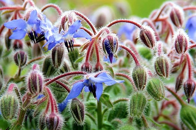 Seeds Borage Annual Herbs Non GMO Heirloom