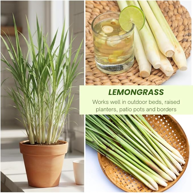 Lemongrass Live Plants, Lemongrass Plants Live, Lemon Grass Live Plant, Well Rooted Lemongrass Herb Seedling for Outdoor Growing, 4 to 6 Inches Tall (Set 2)