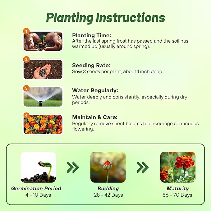 Outsidepride Strawberry Blonde French Marigold Seeds - 200 Pcs Annual, Compact, Heat & Drought Tolerant Flower Seeds for Planting w/Unique Multicolor Blooms, Ideal for Vibrant Pollinator Gardens