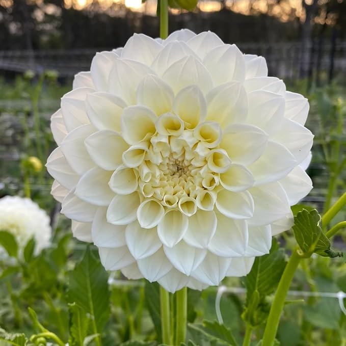 350pcs Mixed Dahlia Flower Seeds for Planting- Non-GMO Heirloom, Multi-Color Pompon Blooms Attract Pollinators, Rapid Outdoor Landscaping