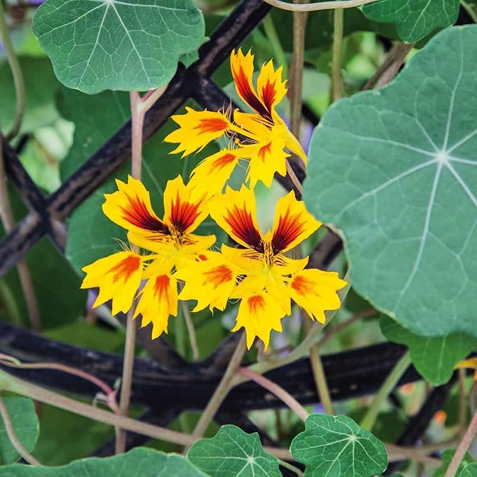 Eden Brothers Nasturtium Seeds - Phoenix