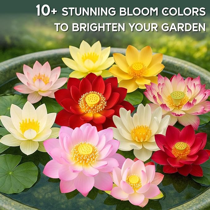 80Pcs Lotus Seeds for Planting – Bonsai Bowl Lotus Flower Seeds, Mixed Non-GMO Easy Grow Loto de Cuenco Semillas for Pond, Fish Tank & Home Garden