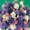 Park Seed Lisianthus Flowering Planting Seeds, Easy to Grow, Variety of Colors and Sizes, Spring Garden, Echo Mix, Pack of 25