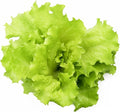 1000+ Black Seeded Simpson Lettuce Seeds for Planting - Heirloom Non-GMO USA Grown Premium Leaf Lettuce Seeds for Planting by RDR Seeds
