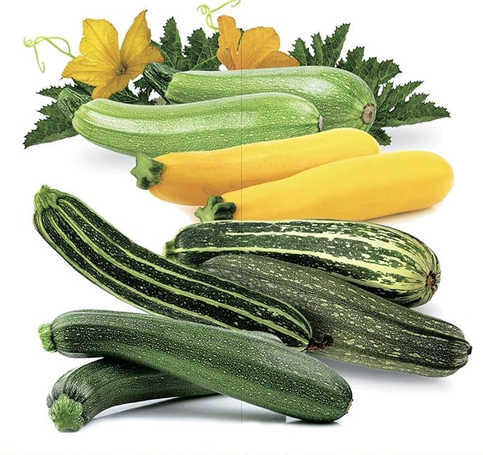 NIKA SEEDS - Seeds Vegetable Zucchini Summer Mix - 30 Seeds