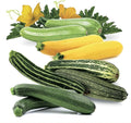 NIKA SEEDS - Seeds Vegetable Zucchini Summer Mix - 30 Seeds