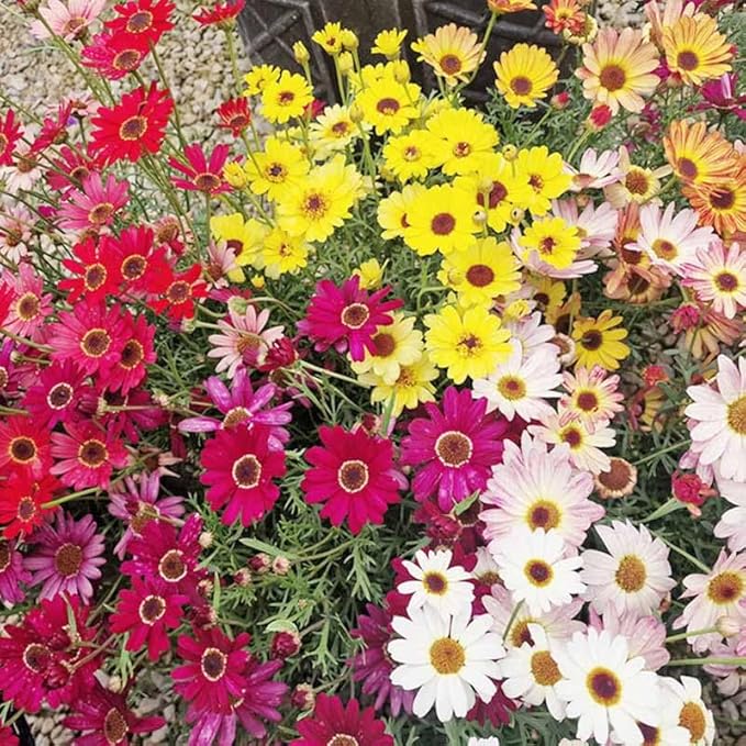 1000+ Perennial Mix Painted Daisy Flower Seeds for Planting-Non GMO & Heirloom Seeds for Home Garden