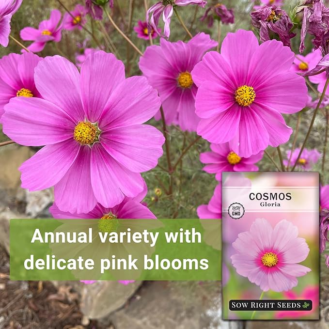 Sow Right Seeds - Gloria Cosmos Seeds for Planting - Non-GMO Heirloom Variety - Outdoor Garden Annuals - Bright Blooms - Easy to Grow Flowers - Perfect for Borders & Beds - Attracts Pollinators (1)