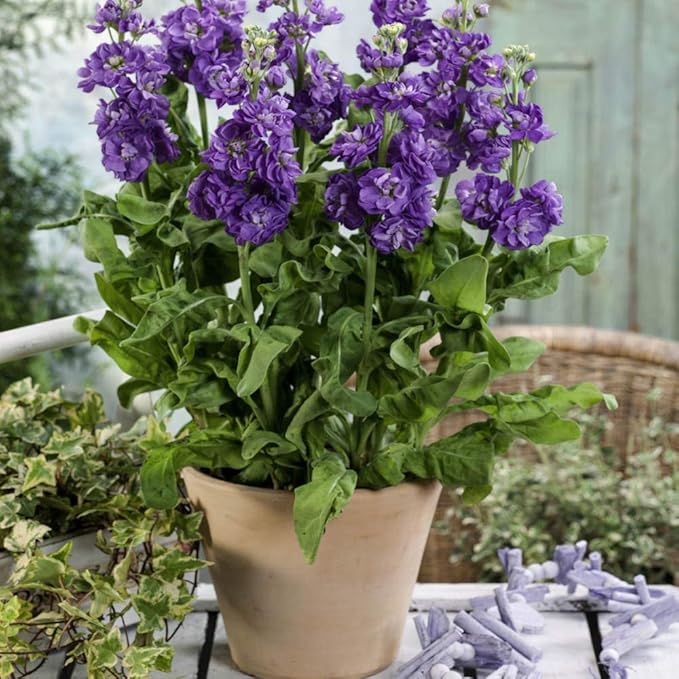 Outsidepride Ten Week Blue Mattiola Stock Seeds - 2000 Pcs Annual Flower Seeds for Planting with Fragrant Blooms That Attract Pollinators, Compact Growth, for Cut Flower Arrangements & Containers