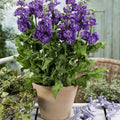 Outsidepride Ten Week Blue Mattiola Stock Seeds - 2000 Pcs Annual Flower Seeds for Planting with Fragrant Blooms That Attract Pollinators, Compact Growth, for Cut Flower Arrangements & Containers