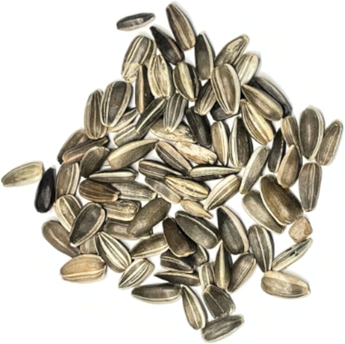 Seed Needs Dwarf Sunflower Seeds for Planting Yellow Pygmy Sunflowers - Heirloom & Open Pollinated Annual Cut Flowers - Perfect for Butterfly Gardens (1 Pack)