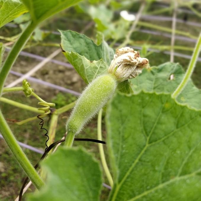 25 Pcs Indian Long Bottle Gourd Seeds for Planting, Non-GMO Vegetable Seeds for Home Garden, Terrace, Balcony Planters, Outdoor Pots, and Backyard Growing