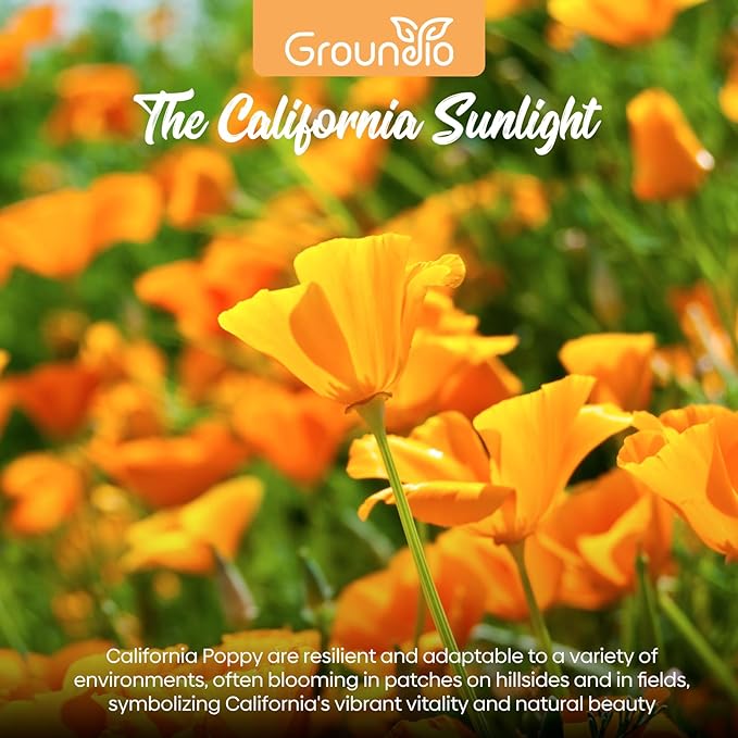 Groundio California Poppy Seeds, 1 Ounce Over 20000+ Seeds, Non-GMO | Heirloom | Sourced from USA- Eschscholzia Californica, USDA Zone 5-10