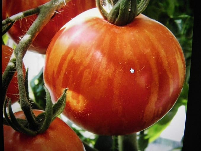 NIKA SEEDS - Seeds Vegetable Beefsteak Giant Tomato Tigerella - 50 Seeds