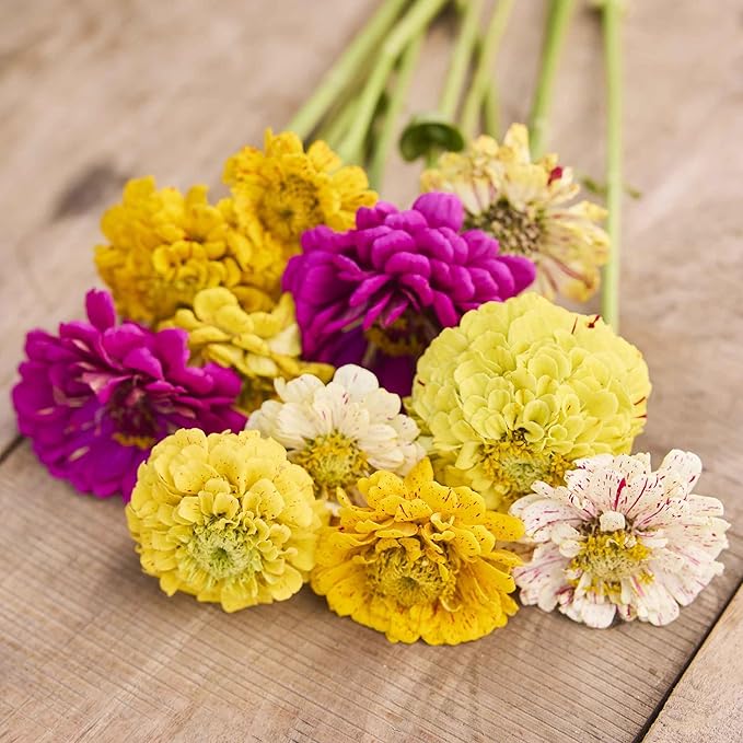 Eden Brothers Zinnia Seeds - Candy Stripe Mixed, Non-GMO Seeds for Planting, 1 lb | Low-Maintenance Flower Seeds, Plant During Spring, Zones 3, 4, 5, 6, 7, 8, 9, 10