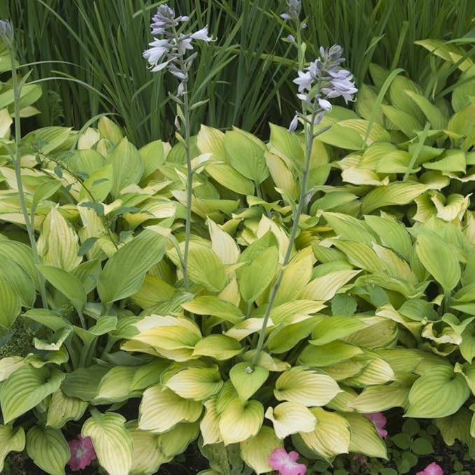 GardeningProducts4Less 2pk White Feather Hosta Bare Roots - Perennial Cream & Green Foliage, Low-Maintenance Plant