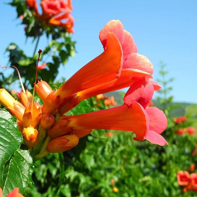 110 Hummingbird Trumpet Vine Seeds for Planting Outdoor Flowers-Trumpet Creeper Seeds Non-GMO Heirloom Pollinator Garden
