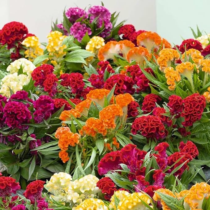 22Day Seeds: Seeds Cockscomb Mix/Celosia cristata/Includes Variety Crested West Indian Toreador/Annual Flowers