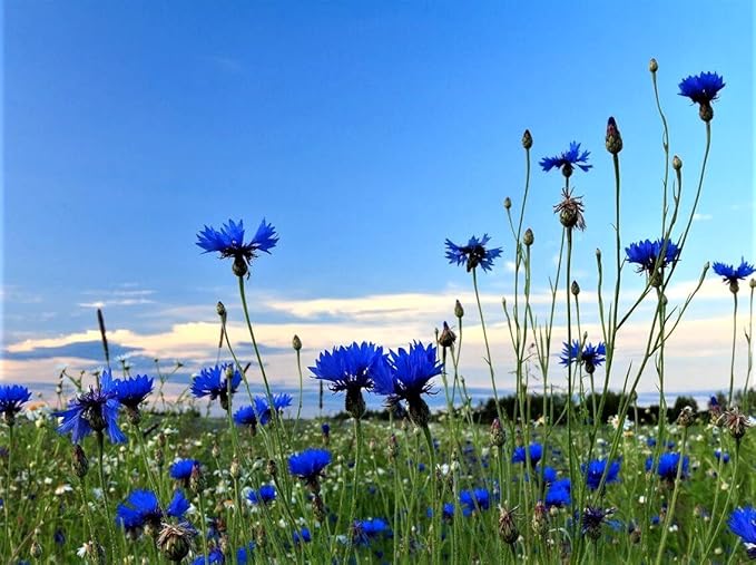 Blue Cornflower 300 Seeds for Planting Bachelor’s Buttons Boutonniere Flower Non-GMO