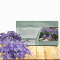Outsidepride Carpatica Blue Bellflower Seeds for Planting - 10000 Pcs Perennial Mat-Forming Flower Seeds with Bell Shaped Blooms & Low Growth Habit for Edging Pollinator Gardens, Containers, & Borders