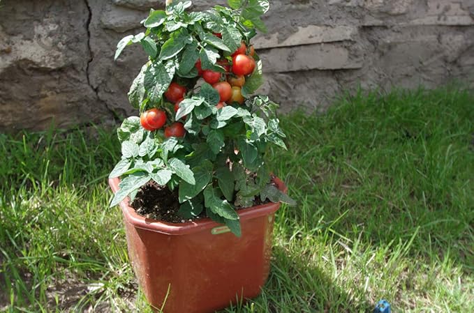 CEMEHA SEEDS - Seeds Indoor Red Dwarf Tomato Determinate Non GMO Vegetable for Planting