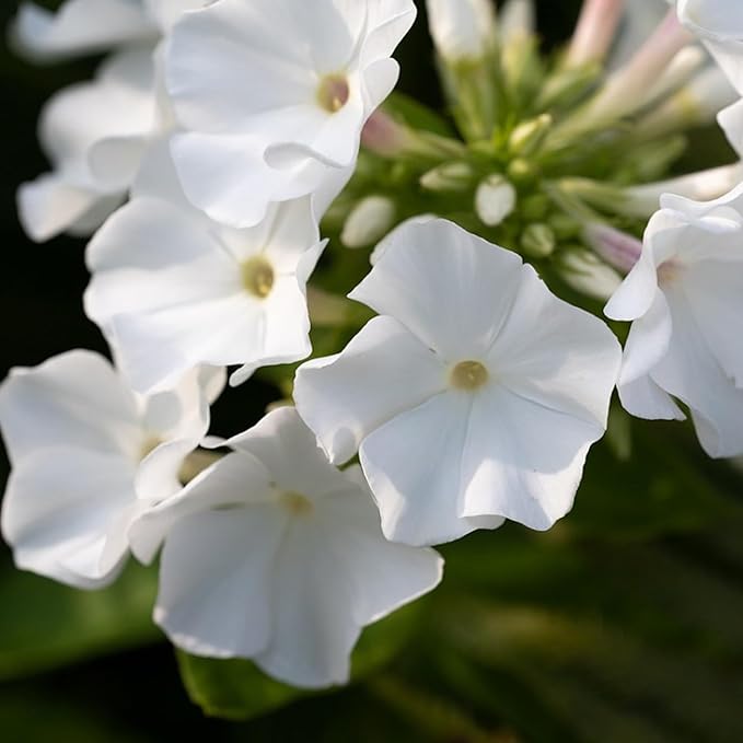 Mix Creeping Dwarf Phlox Seeds for Planting, 1000+pcs Perennial Creeping Phlox Flower Seeds Ground Cover Plants, Non-GMO Heirloom Beauty Dwarf Flowers for Home Garden Outdoors