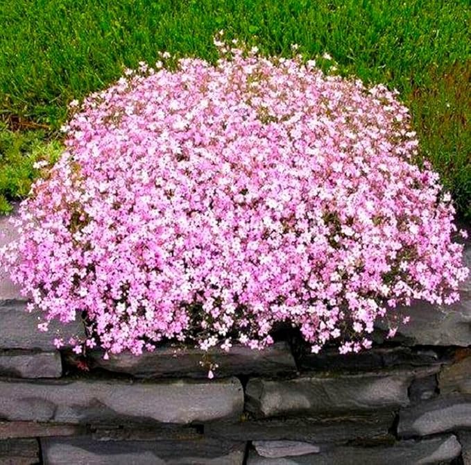 Pink Creeping Baby's-Breath 1000+ Seeds for Planting Gypsophila Groundcover Flowers